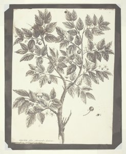 Kopi af botanisk indgravering af "Celtis" af William Henry Fox Talbot
