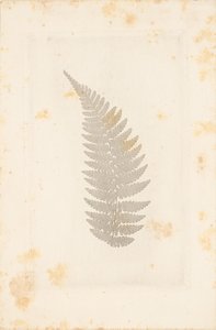 [Far] af William Henry Fox Talbot