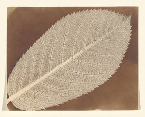  af William Henry Fox Talbot