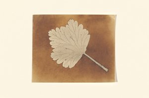 [Blatt] af William Henry Fox Talbot