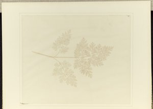 Blad af en plante af William Henry Fox Talbot