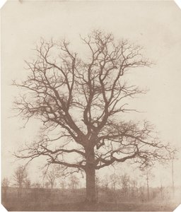Egetræ af William Henry Fox Talbot