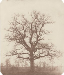 Egetræ, midt i 1840