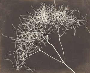 [Vild fennikel], 1841-42.
