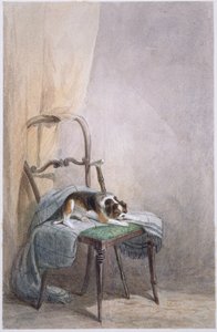 Studie af en hund på en stol (akvarel på papir) af William Henry Hunt