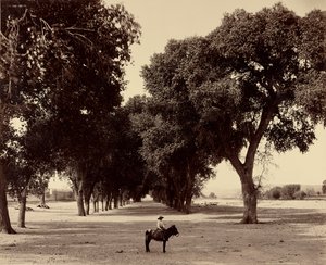 [Calle de Guadeloupe, Chihuahua, Mexico] af William Henry Jackson
