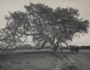Oak Grove i nærheden af Pasadena, Californien