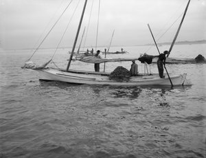 Østersuddybning. ca. 1890-1910 af William Henry Jackson