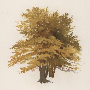 Træer: Bøgen (farve litho)