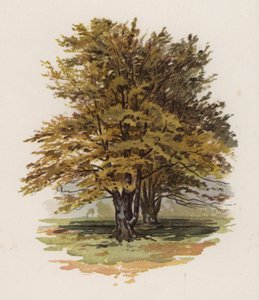 Træer: Bøgen (farve litho)