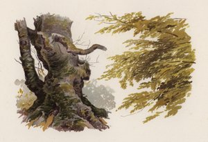 Træer: Bøgen (farve litho)