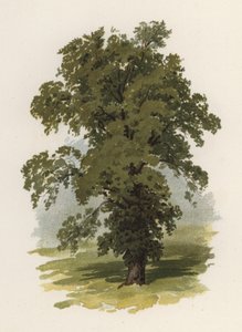 Træer: Elm (farve litho)