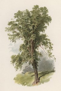 Træer: Elm (farve litho)