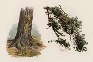 Træer: Scotch Gran (farve litho)