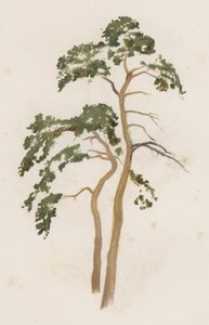 Træer: Scotch Gran (farve litho)