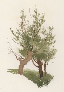 Træer: Pilen (farve litho) af William Henry James (after) Boot