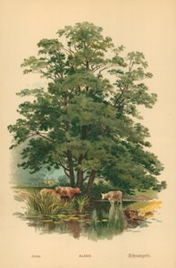 Alder af William Henry James Boot