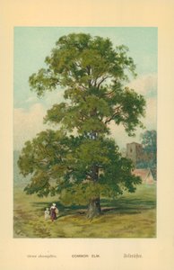 Almindelig Elm