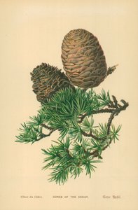 Kegler af cedertræ af William Henry James Boot