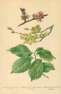 Blomster, Frugter og Blade af Elm