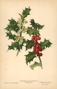 Hollyens blomster og bær af William Henry James Boot