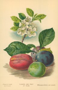 Blomster og frugter af blomme