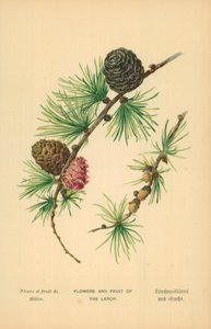 Lærkens blomster og frugter af William Henry James Boot