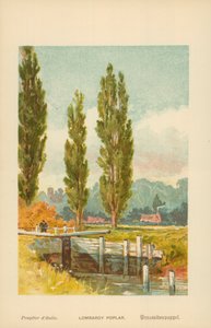 Pantelånere i Poplar af William Henry James Boot