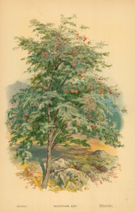 Bjergaske af William Henry James Boot