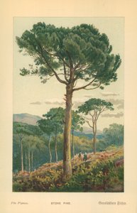 Stenfyr af William Henry James Boot