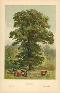 Sycamore af William Henry James Boot