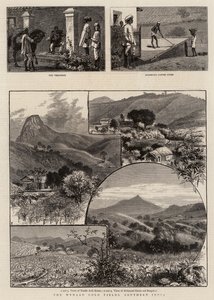 Wynaad Gold Fields, det sydlige Indien af William Henry James Boot