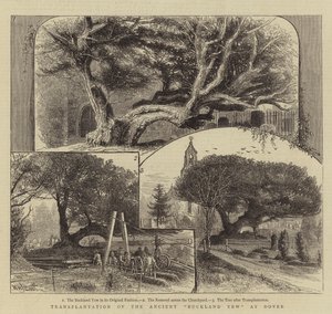 Transplantation af den gamle Buckland taks ved Dover af William Henry James Boot