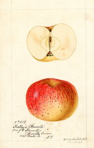 Shelleys yndlingsæbler (Malus domestica) (akvarel) af William Henry Prestele