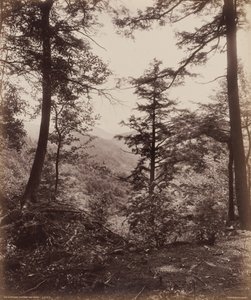 Udsigt over klippen, gennem træerne, ca. 1895 (foto)