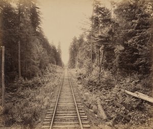 Hemlock-skoven, ca. 1895 (foto) af William Herman Rau