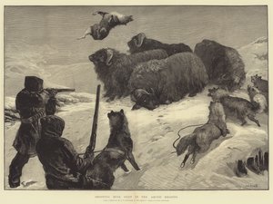 Skydning af moskusokser i de arktiske områder af William Heysham Overend