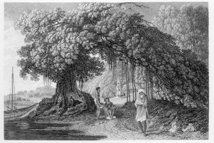 A Banyan Tree, fra 