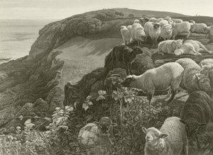 På bjergsiden (gravering) af William Holman Hunt