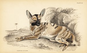 Afrikansk vildhund, Lycaon pictus, truet af William Home Lizars