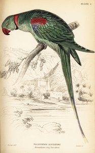 Alexandrine parakit eller Alexandrine papegøje, Psittacula eupatria af William Home Lizars