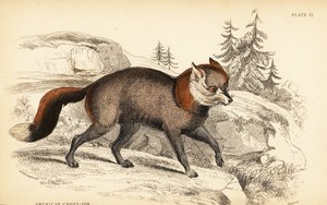 Amerikansk krydsræv, ræve ræve af William Home Lizars