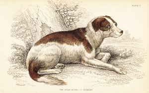 Tysk ornehund, Canis ulvefamilie (Canis sillus) af William Home Lizars