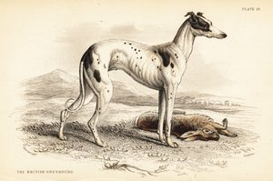 Britisk mynde, Canis leporarius af William Home Lizars