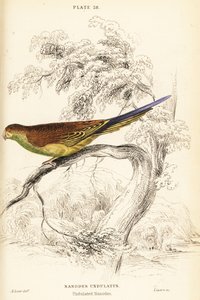 Undulat, Melopsittacus undulatus af William Home Lizars