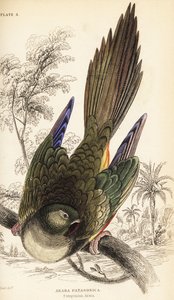 Gravende papegøje eller patagonisk conure, Cyanoliseus patagonus af William Home Lizars