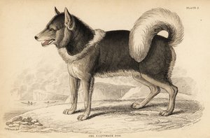 Canadisk eskimohund eller qimmiq, den velkendte ulvehund af William Home Lizars