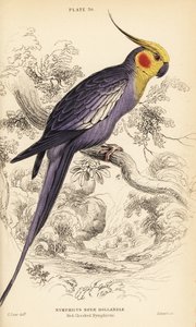 Cockatiel, Nymphicus hollandicus af William Home Lizars