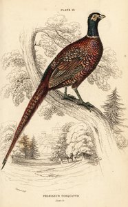 Almindelig fasan (ringhalset), Phasianus colchicus torquatus (Phasianus torquatus)