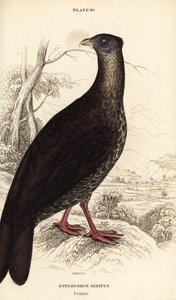 Crested fireback, Lophura ignita, hun (Macartney-hanen, Euplocomus ignitus) af William Home Lizars
